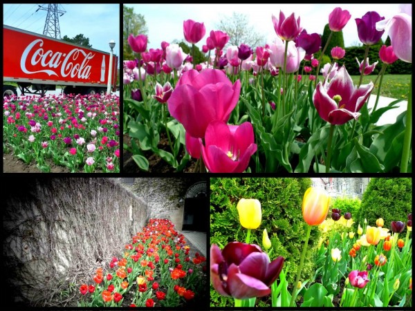 Canadian flowers are happier