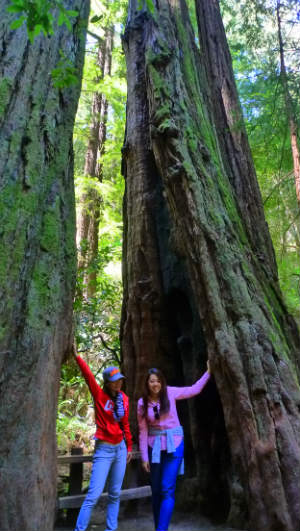 Muir Woods