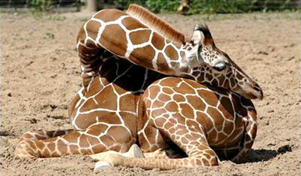 Napping Giraffe