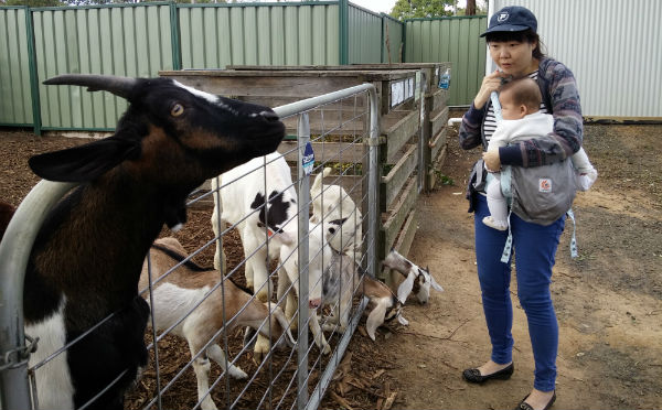 Oli looking at goats