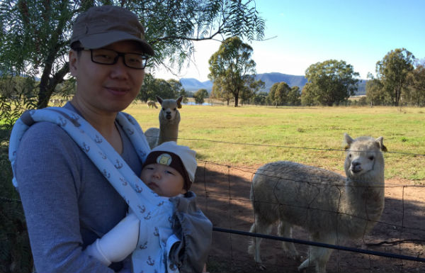 Oli being looked at by Alpacas